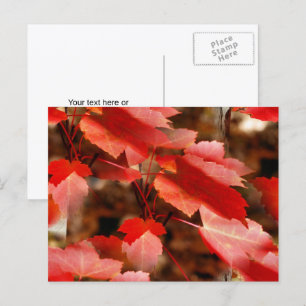 Rote Herbstblätter Naturfotografie Personalisiert Postkarte