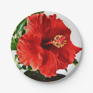 Rote Hibiskus-Blume Pappteller