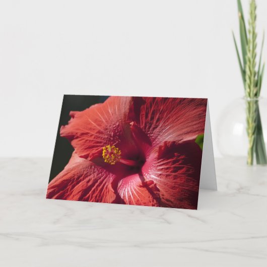 Rote Hibiskus-Karte Karte (Vorderseite)