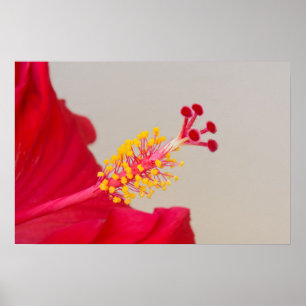 Rote Hibiskus Nahaufnahme von Stempel und Staubbla Poster