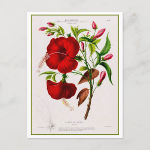 Rote Hibiskusblüte Botanische Zeichnung Postkarte