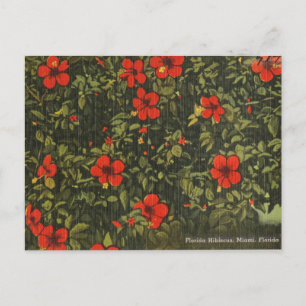 Rote Hibiskusblüte Vintage Miami Feiertagspostkarte