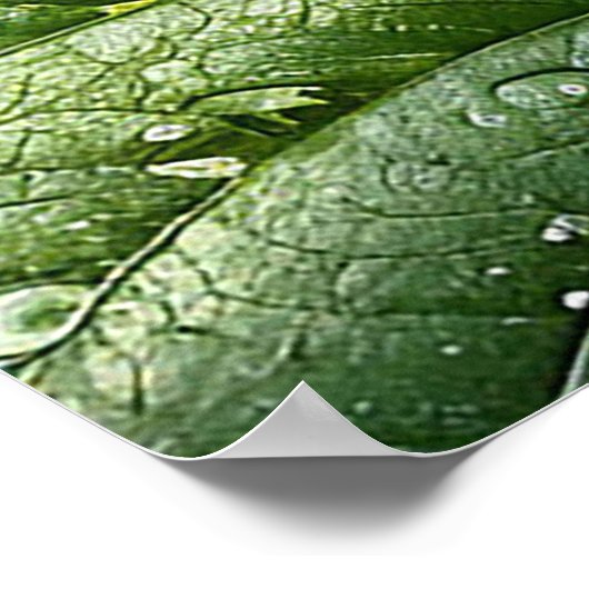 Rote Himbeeren Poster (Ecke)