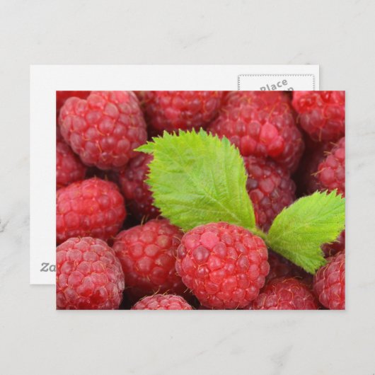 Rote Himbeeren Postkarte (Vorne/Hinten)