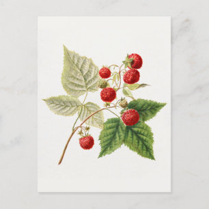 Rote Himbeeren (Rubus Xneglectus) Fruchtmalerei Postkarte