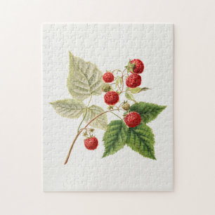Rote Himbeeren (Rubus Xneglectus) Fruchtmalerei Puzzle