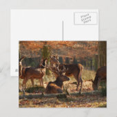 Rote Hirsche im Autumnalwald Postkarte (Vorne/Hinten)