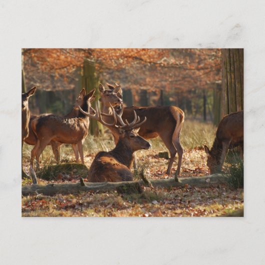 Rote Hirsche im Autumnalwald Postkarte (Vorderseite)