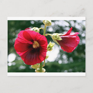 Rote Hollyhock-Blume in Blüte Postkarte