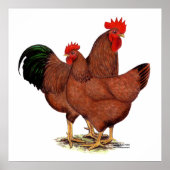 Rote Hühner Poster (Vorne)