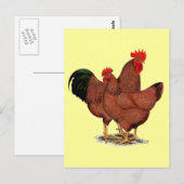 Rote Hühner Postkarte (Vorne/Hinten)