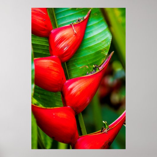 Rote Hummer Klaw Heliconia, Kauai, Hawaii Poster (Vorne)