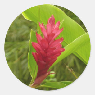 Rote Ingwerblüte (Alpinia) Tropisch Runder Aufkleber