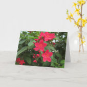 Rote Jatropha-Blüten Karte (Gelbe Blume)