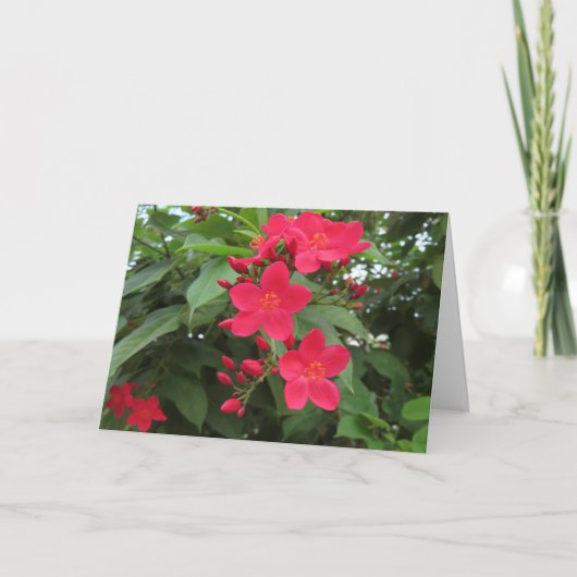 Rote Jatropha-Blüten Karte (Vorderseite)