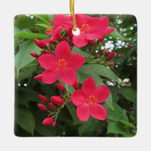 Rote Jatropha-Blüten Keramikornament (Vorderseite)