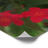 Rote Jatropha-Blüten Poster (Ecke)