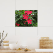 Rote Jatropha-Blüten Poster (Küche)