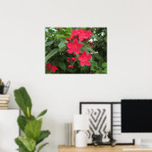 Rote Jatropha-Blüten Poster (Heimbüro)