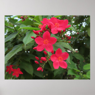 Rote Jatropha-Blüten Poster