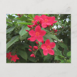 Rote Jatropha-Blüten Postkarte