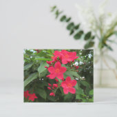 Rote Jatropha-Blüten Postkarte (Stehend Vorderseite)