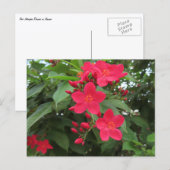 Rote Jatropha-Blüten Postkarte (Vorne/Hinten)