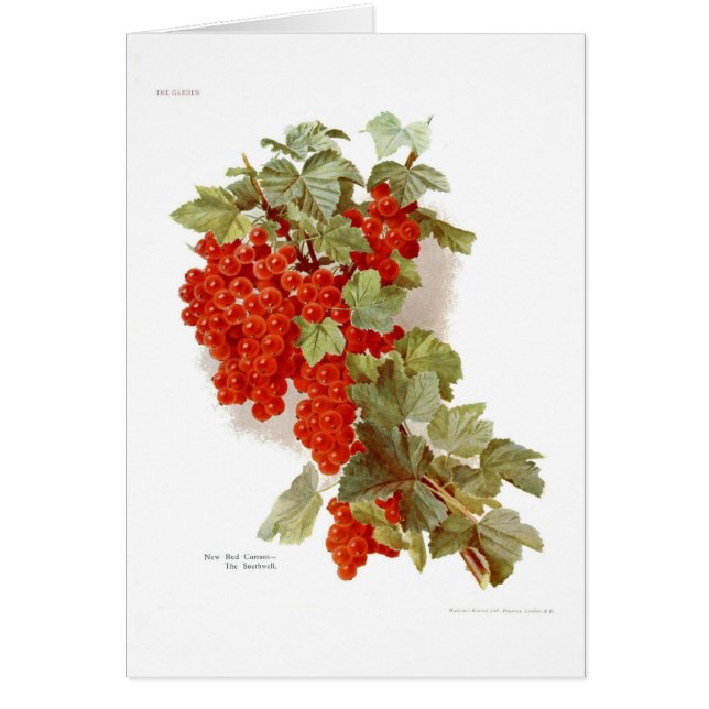 Rote Johannisbeere 'das Southwell (Vorne)