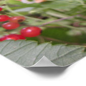 Rote Johannisbeere Poster (Ecke)