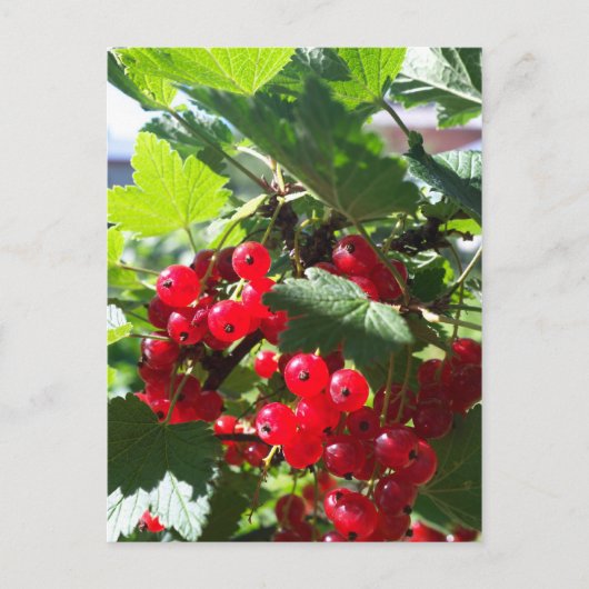 Rote Johannisbeere Postkarte (Vorderseite)