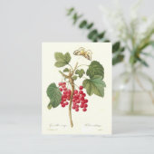 Rote Johannisbeere Postkarte (Stehend Vorderseite)