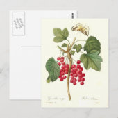 Rote Johannisbeere Postkarte (Vorne/Hinten)