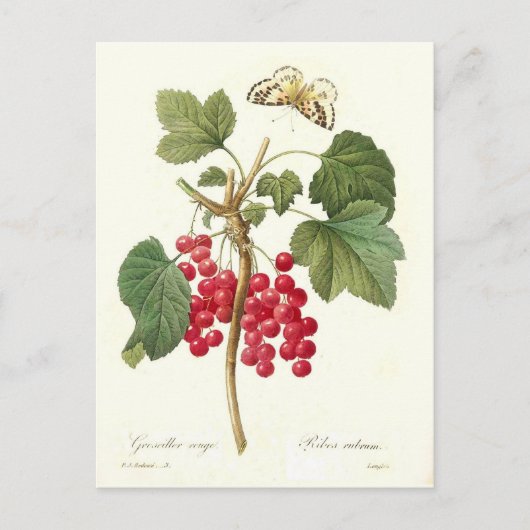 Rote Johannisbeere Postkarte (Vorderseite)
