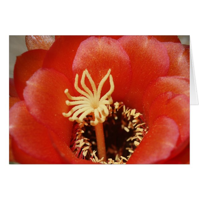 Rote Kaktusblüte (Vorderseite (Horizontal))