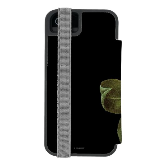 Rote Kamelie, 1833 Incipio iPhone Geldbeutel-Hülle (Folio Rückseite)