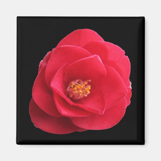 Rote Kamelie-Blume Magnet (Vorne)