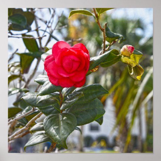 Rote Kamelie Blüte und Knospe Poster (Vorne)