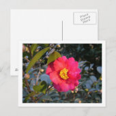 rote Kamelienblüte Postkarte (Vorne/Hinten)