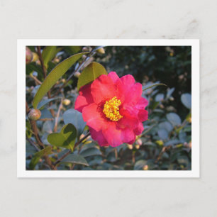 rote Kamelienblüte Postkarte