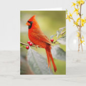 ROTE KARDINAL BIRD BIRTHDAY GREETING CARD KARTE (Gelbe Blume)