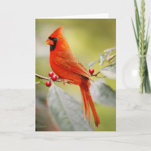 ROTE KARDINAL BIRD BIRTHDAY GREETING CARD KARTE