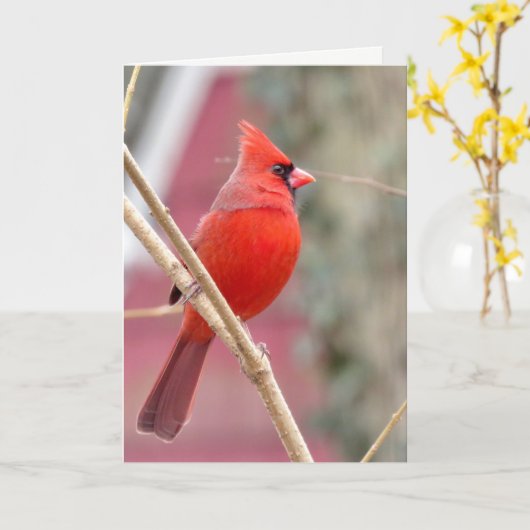 rote Kardinal-Blankekarte Karte (Gelbe Blume)