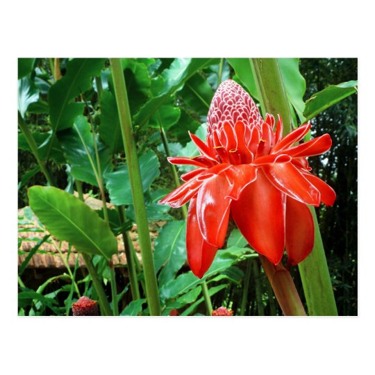 Rote Karibische Rosen Exotische Blume Postkarte Zazzle De