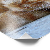 rote Katze Fotodruck (Ecke)