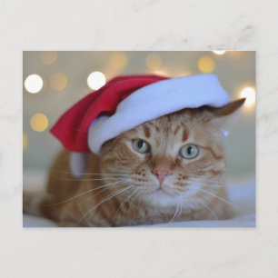 ROTE KATZE MIT WEIHNACHTSMANNMÜTZE-POSTKARTE POSTKARTE