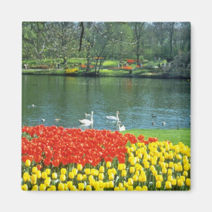 Rote Keukenhof Gärten, Holland-Blumen Magnet