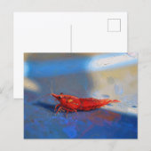 Rote Kirschen-Garnele Postkarte (Vorne/Hinten)