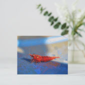 Rote Kirschen-Garnele Postkarte (Stehend Vorderseite)
