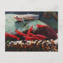Rote Kirschen-Garnelen und Stiphodon Postkarte