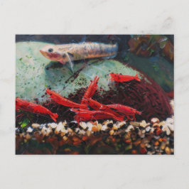 Rote Kirschen-Garnelen und Stiphodon Postkarte